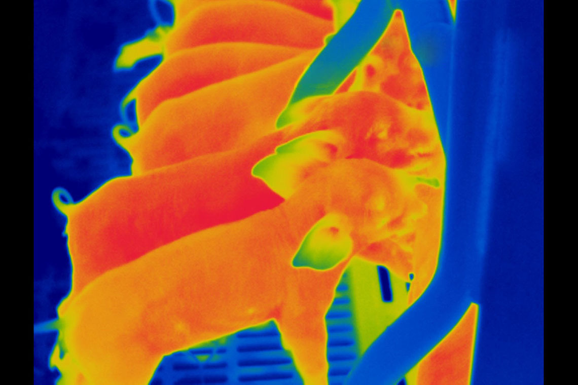 Thermal image of piglets