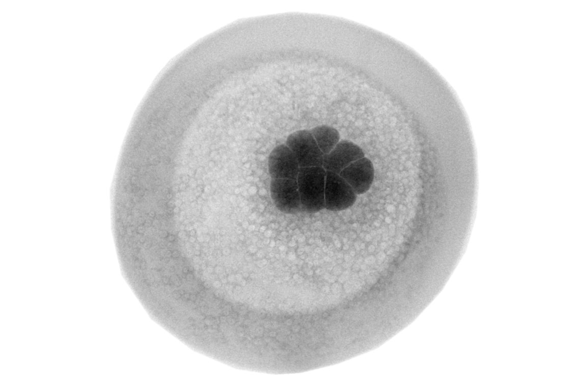 OCT image of salmon egg